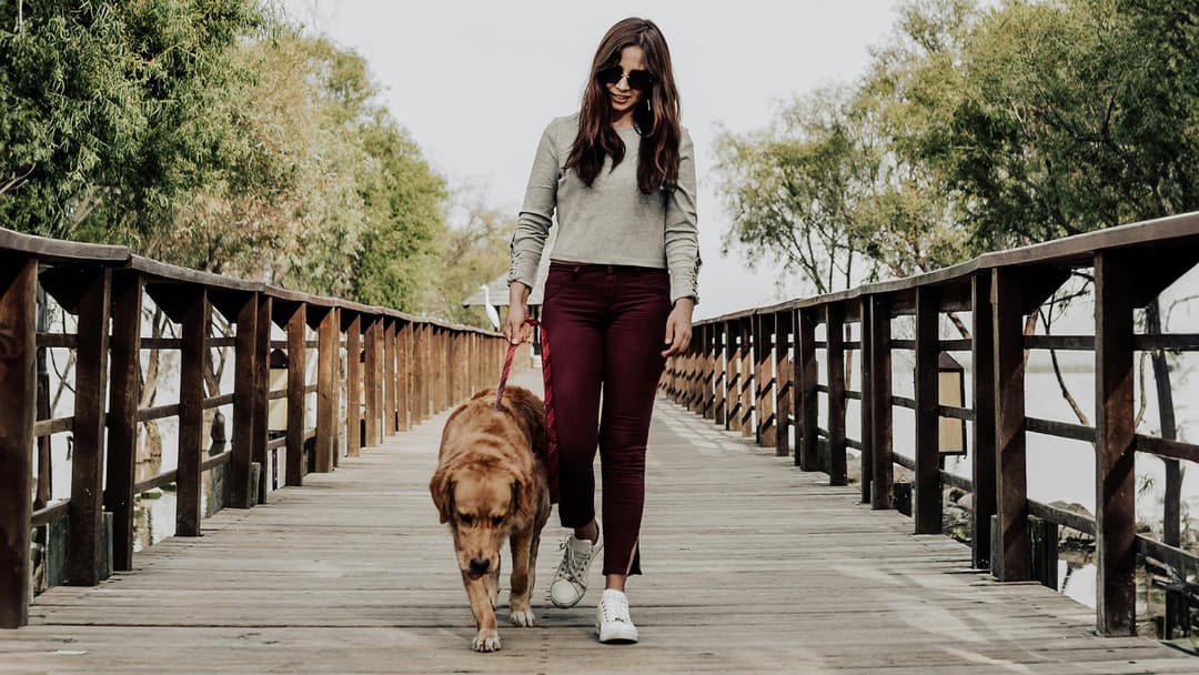 The Top 6 Dog Walking Services for Busy Pet Owners