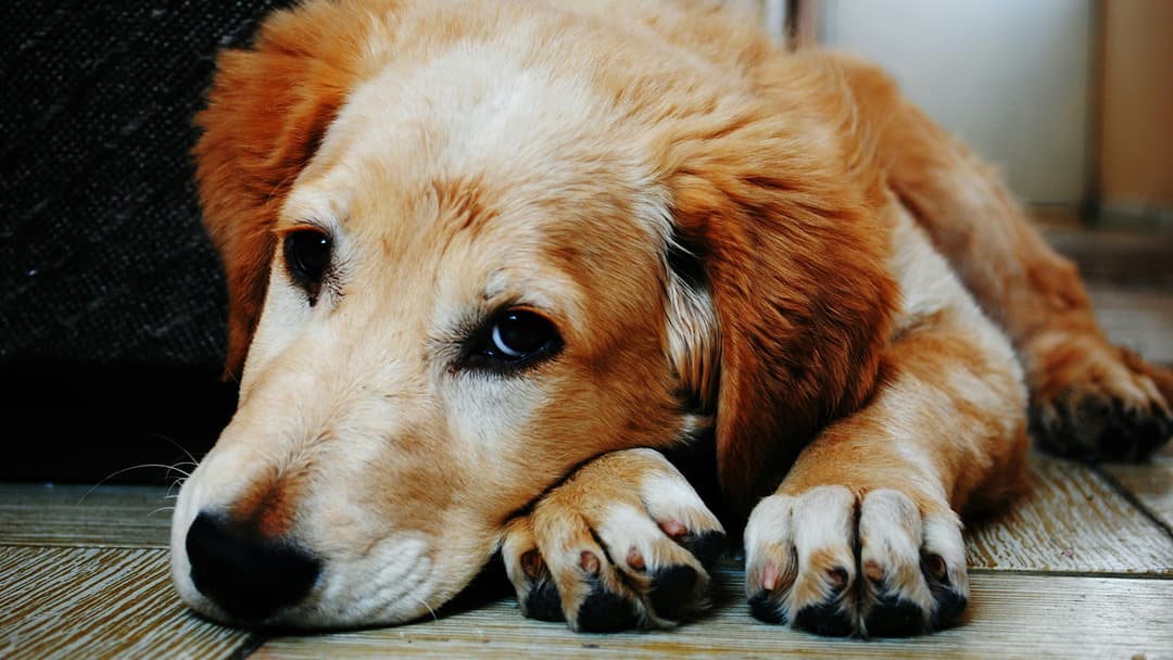 Fido Deserves the Best: Top 6 Pet Supply Sites of 2024