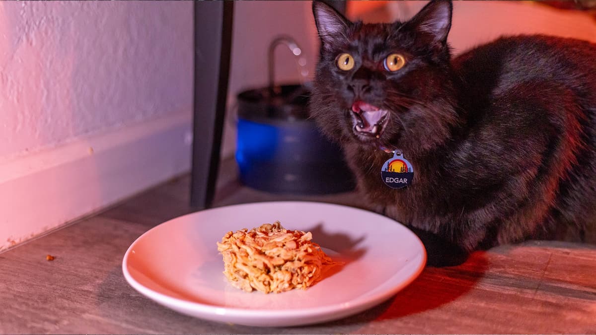 Real Fresh Pet Food: The Top 6 Fresh Dog Food Delivery