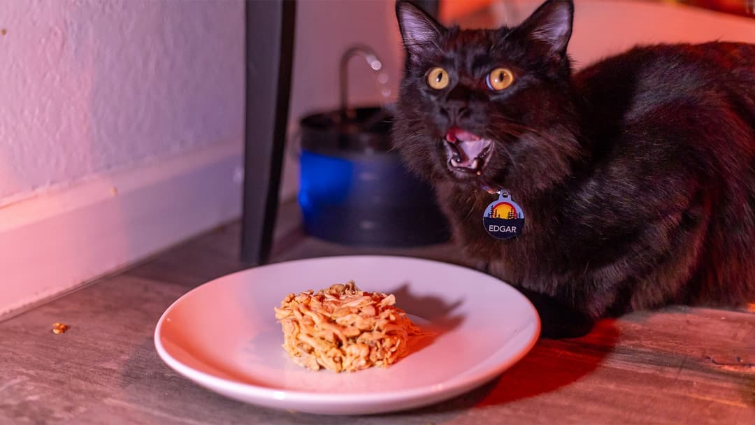 The Top 6 Fresh Pet Food Delivery Services for Your Furry Friends