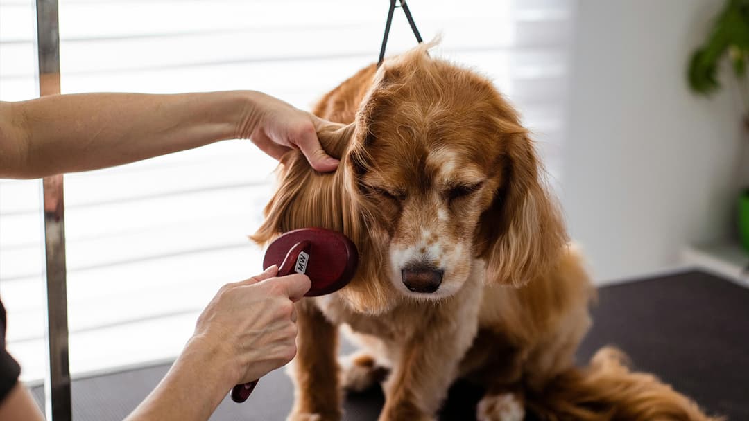 The Top 6 Pet Grooming Services to Keep Your Pets Looking Great