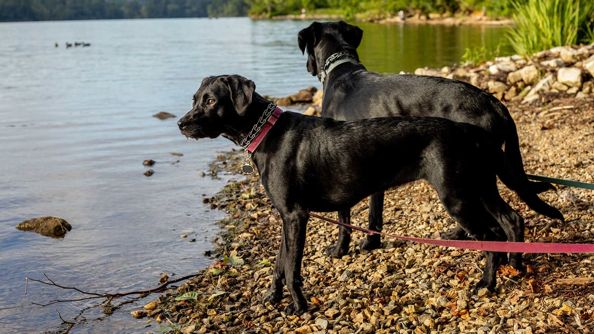 Protect Your Pet with Our Top 6 Pet Insurance Companies