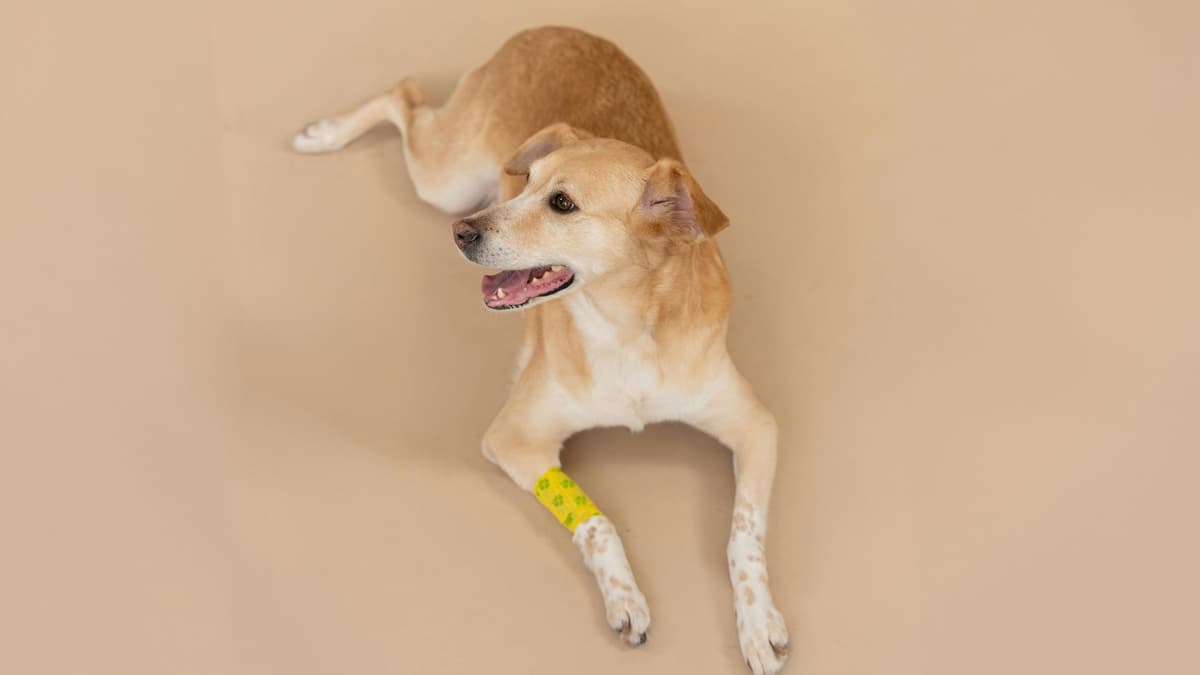 Our Top 6 Pet Insurance Companies for Cats & Dogs