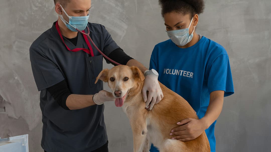The Top 6 Pet Insurance Providers for Accidents, Illnesses, and More