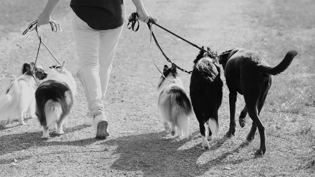 The Top 6 Dog Walking Services for Busy Pet Owners