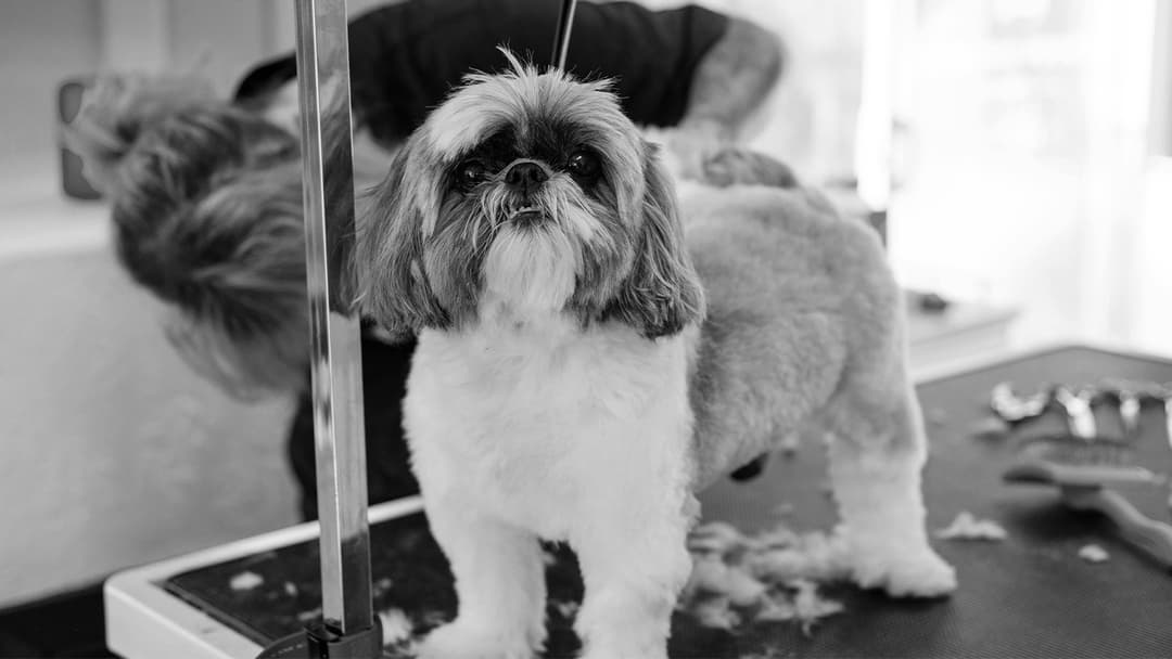 The Top 6 Pet Grooming Services to Keep Your Pets Looking Great