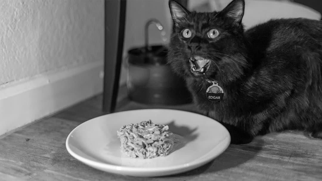The Top 6 Fresh Pet Food Delivery Services for Your Furry Friends