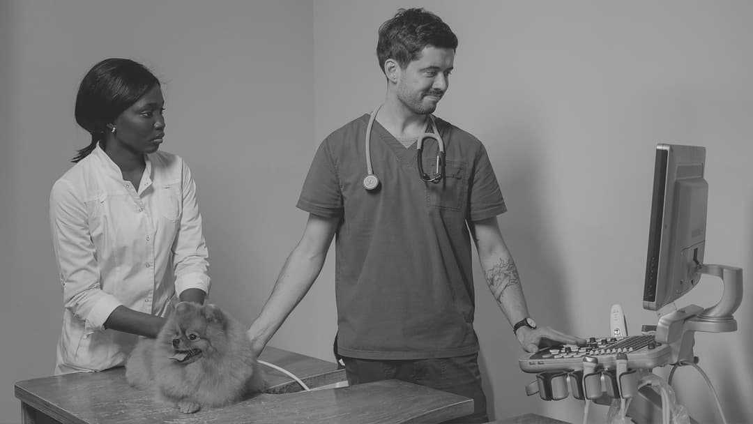 The Top 6 Pet Insurance Providers for Accidents, Illnesses, and More