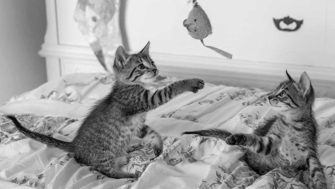 The Top 6 Pet Supply Stores to Keep Your Furry Friends Happy